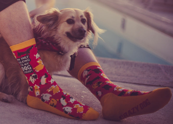 Womens I'm Only Talking To My Dog Today Socks