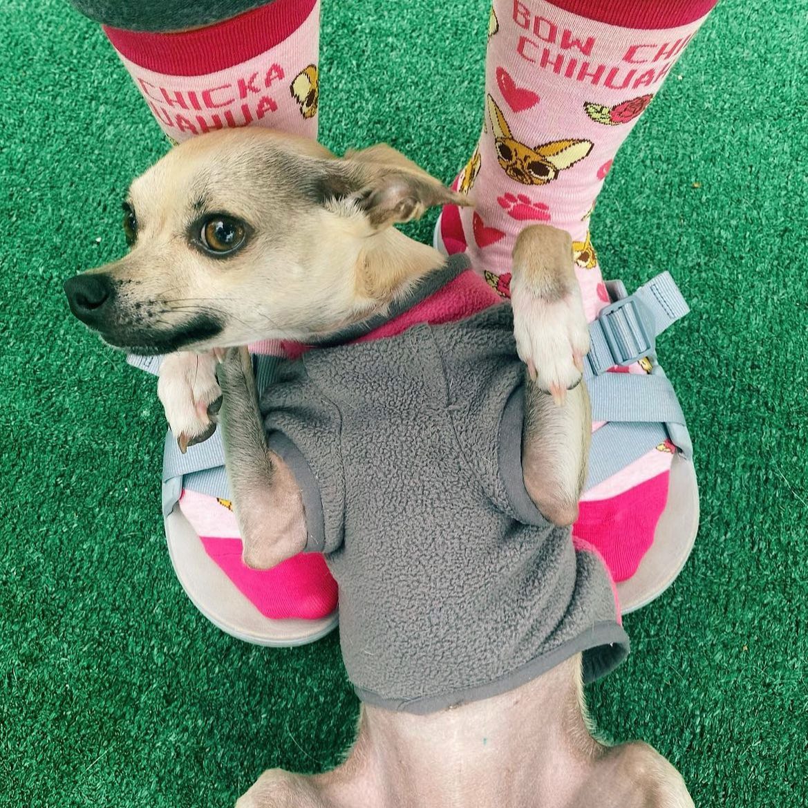 Women&#39;s Bow Chicka Chihuahua Socks