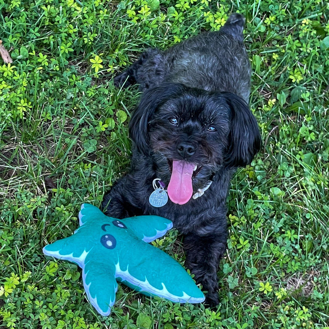 Dog playing this weed leaf plush toy